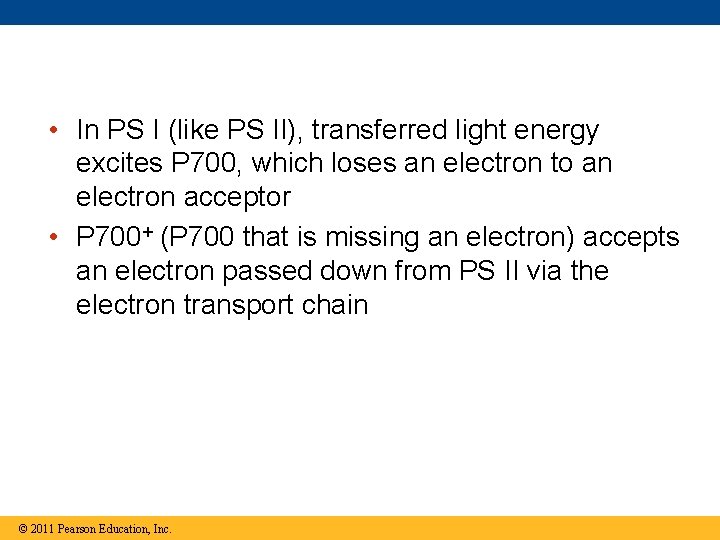  • In PS I (like PS II), transferred light energy excites P 700,