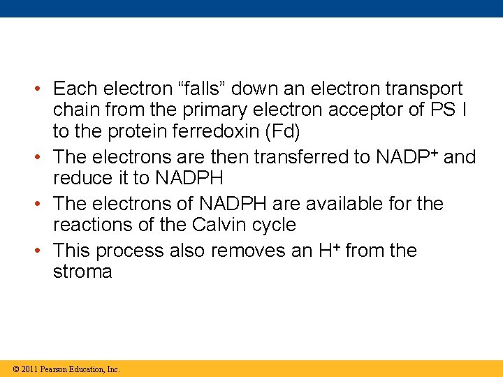  • Each electron “falls” down an electron transport chain from the primary electron