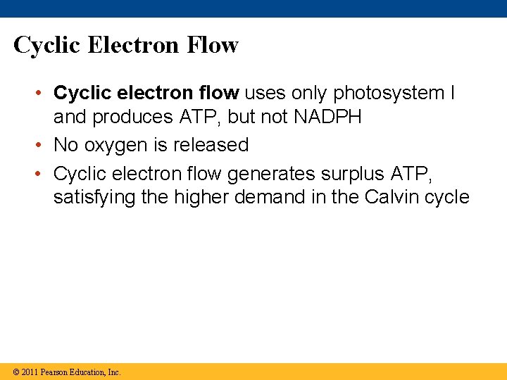 Cyclic Electron Flow • Cyclic electron flow uses only photosystem I and produces ATP,