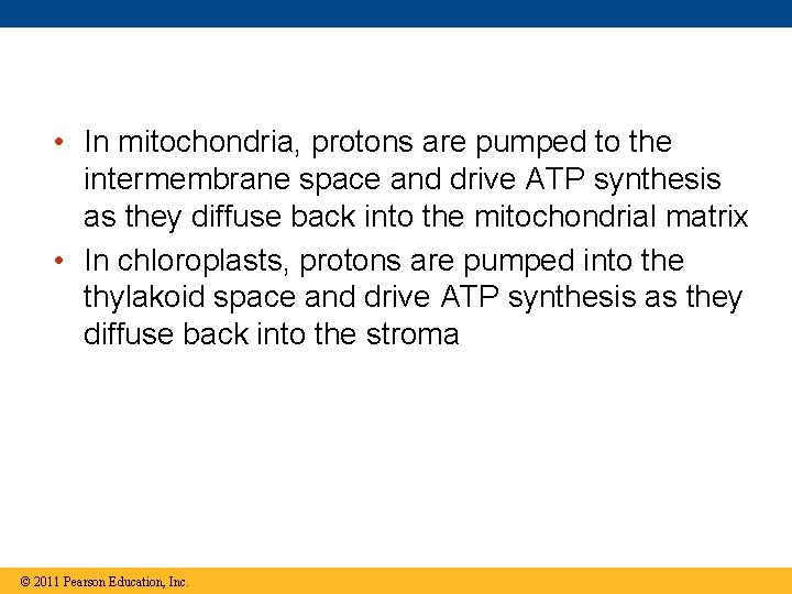  • In mitochondria, protons are pumped to the intermembrane space and drive ATP