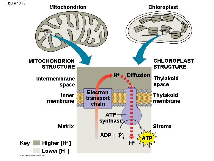 Figure 10. 17 Chloroplast Mitochondrion CHLOROPLAST STRUCTURE MITOCHONDRION STRUCTURE H Intermembrane space Inner membrane