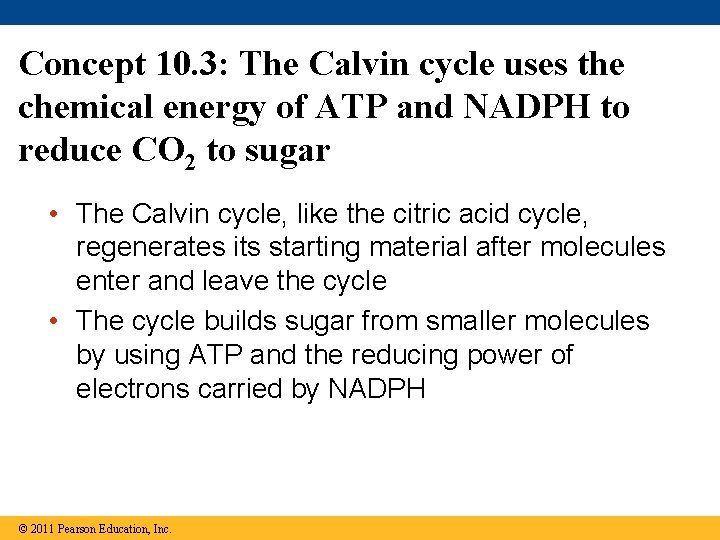 Concept 10. 3: The Calvin cycle uses the chemical energy of ATP and NADPH