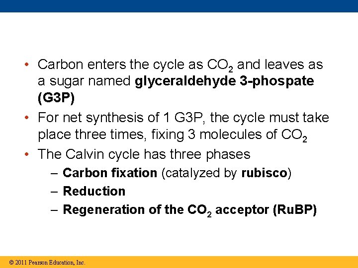  • Carbon enters the cycle as CO 2 and leaves as a sugar