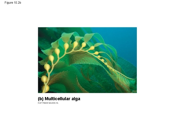 Figure 10. 2 b (b) Multicellular alga 