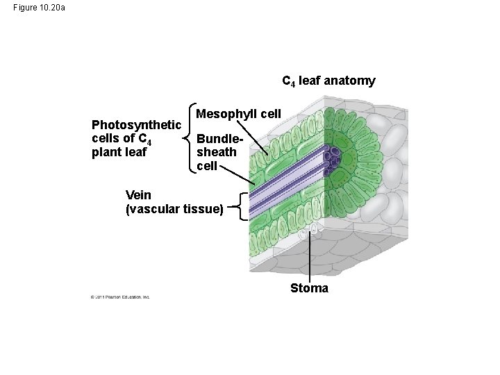 Figure 10. 20 a C 4 leaf anatomy Photosynthetic cells of C 4 plant