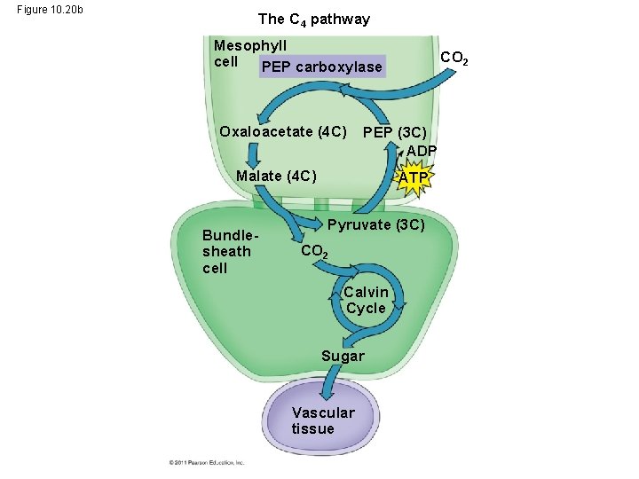 Figure 10. 20 b The C 4 pathway Mesophyll cell PEP carboxylase Oxaloacetate (4