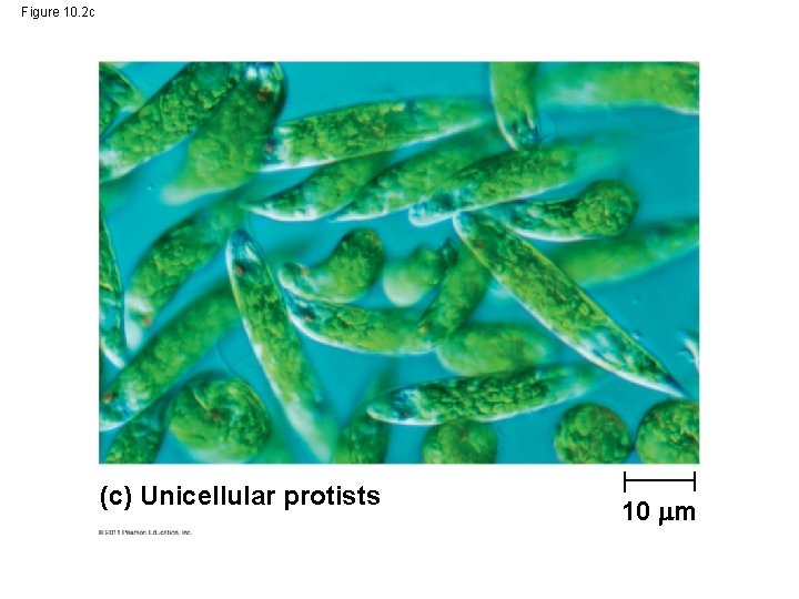 Figure 10. 2 c (c) Unicellular protists 10 m 
