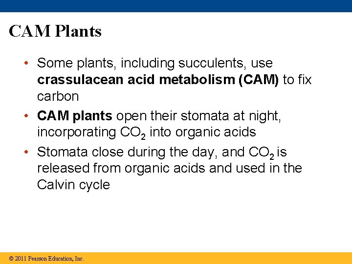 CAM Plants • Some plants, including succulents, use crassulacean acid metabolism (CAM) to fix