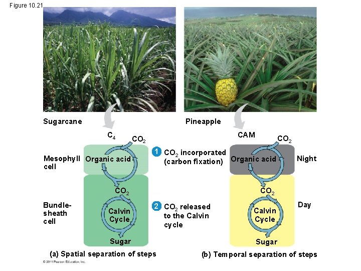 Figure 10. 21 Sugarcane Pineapple C 4 Mesophyll Organic acid cell CAM CO 2