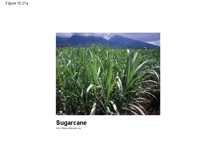 Figure 10. 21 a Sugarcane 