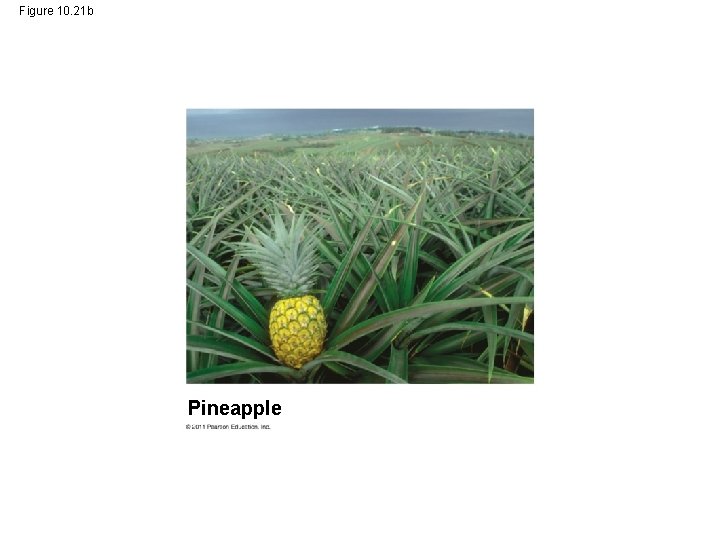 Figure 10. 21 b Pineapple 