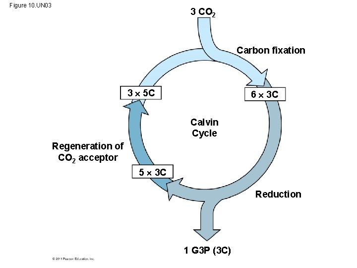 Figure 10. UN 03 3 CO 2 Carbon fixation 3 5 C 6 3