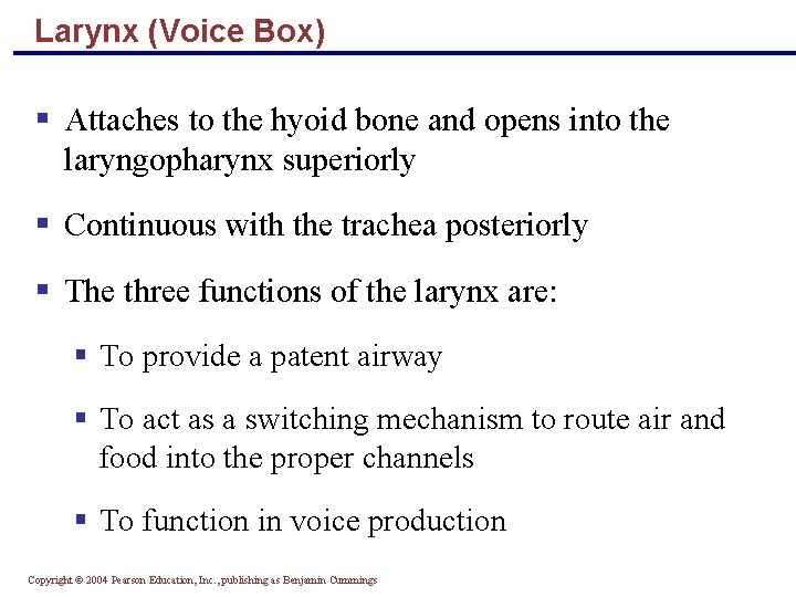 Larynx (Voice Box) § Attaches to the hyoid bone and opens into the laryngopharynx