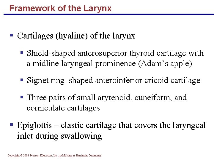 Framework of the Larynx § Cartilages (hyaline) of the larynx § Shield-shaped anterosuperior thyroid