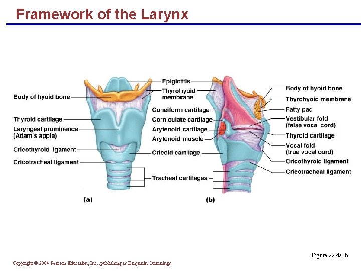 Framework of the Larynx Figure 22. 4 a, b Copyright © 2004 Pearson Education,