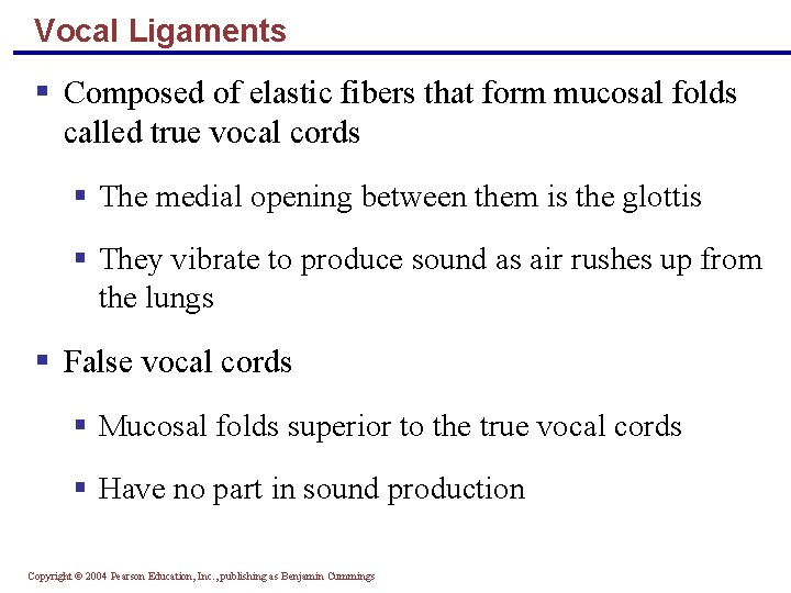 Vocal Ligaments § Composed of elastic fibers that form mucosal folds called true vocal