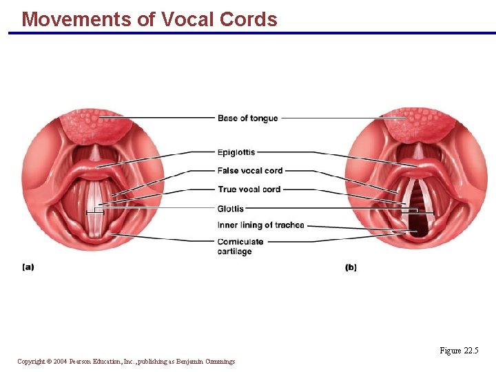 Movements of Vocal Cords Figure 22. 5 Copyright © 2004 Pearson Education, Inc. ,