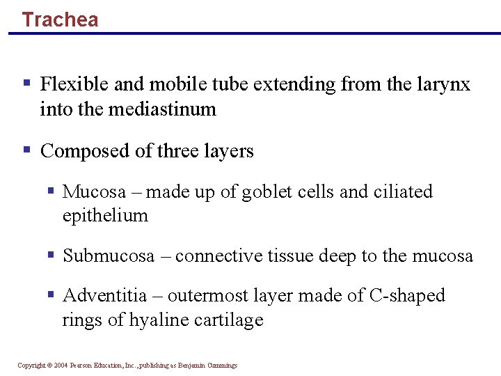 Trachea § Flexible and mobile tube extending from the larynx into the mediastinum §