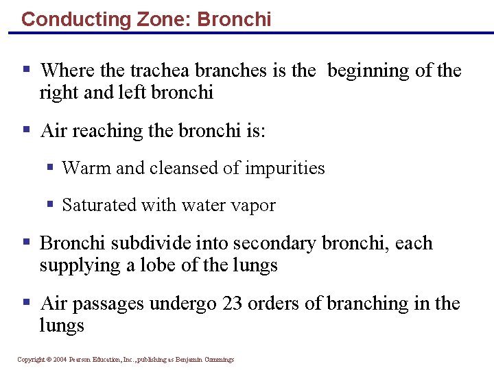Conducting Zone: Bronchi § Where the trachea branches is the beginning of the right