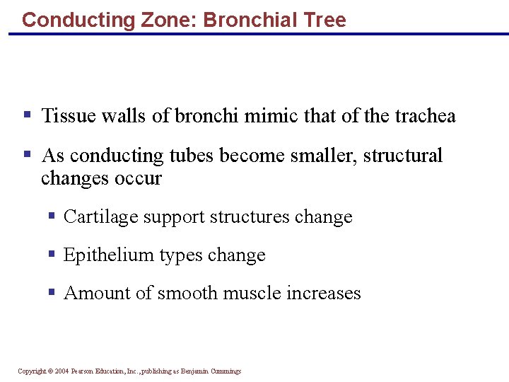 Conducting Zone: Bronchial Tree § Tissue walls of bronchi mimic that of the trachea