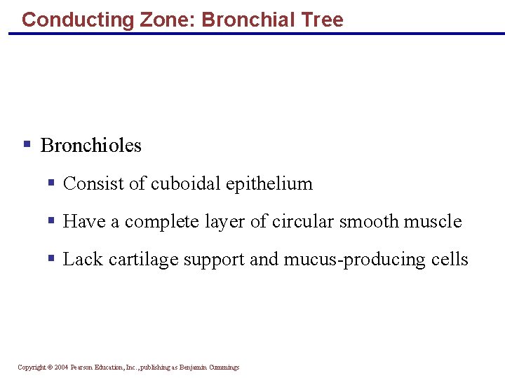 Conducting Zone: Bronchial Tree § Bronchioles § Consist of cuboidal epithelium § Have a