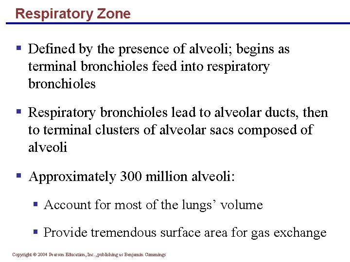 Respiratory Zone § Defined by the presence of alveoli; begins as terminal bronchioles feed