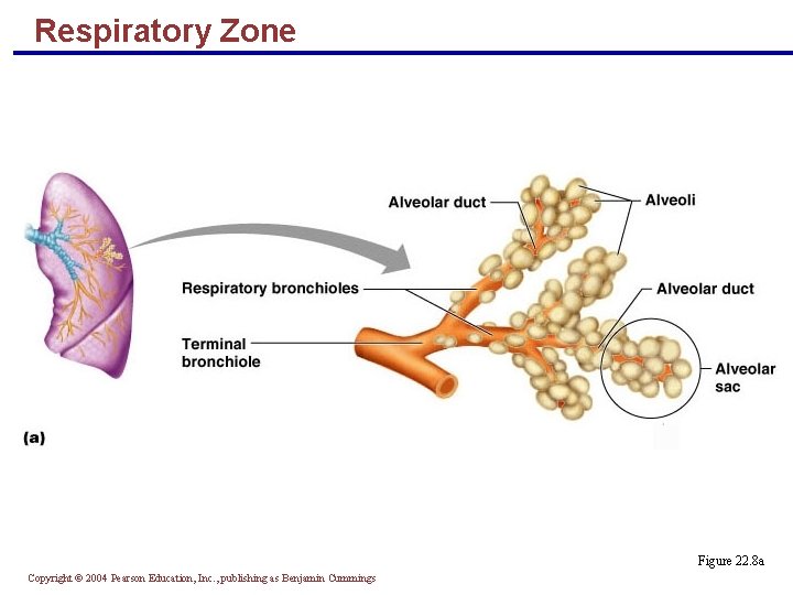 Respiratory Zone Figure 22. 8 a Copyright © 2004 Pearson Education, Inc. , publishing