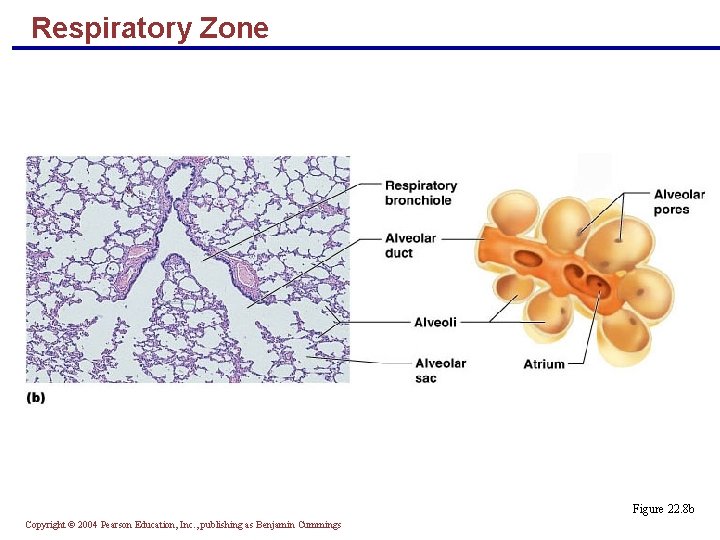 Respiratory Zone Figure 22. 8 b Copyright © 2004 Pearson Education, Inc. , publishing