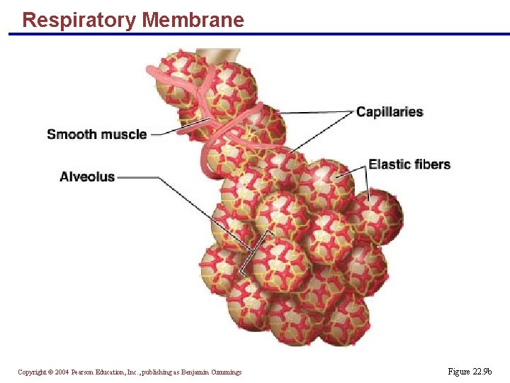 Respiratory Membrane Copyright © 2004 Pearson Education, Inc. , publishing as Benjamin Cummings Figure