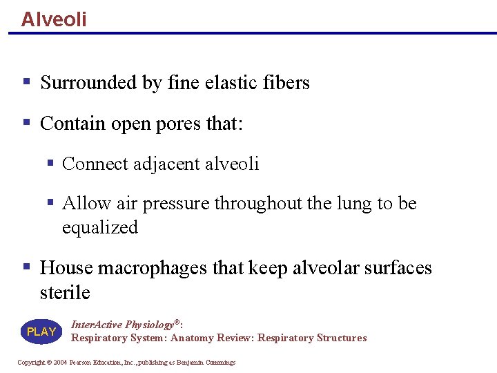 Alveoli § Surrounded by fine elastic fibers § Contain open pores that: § Connect