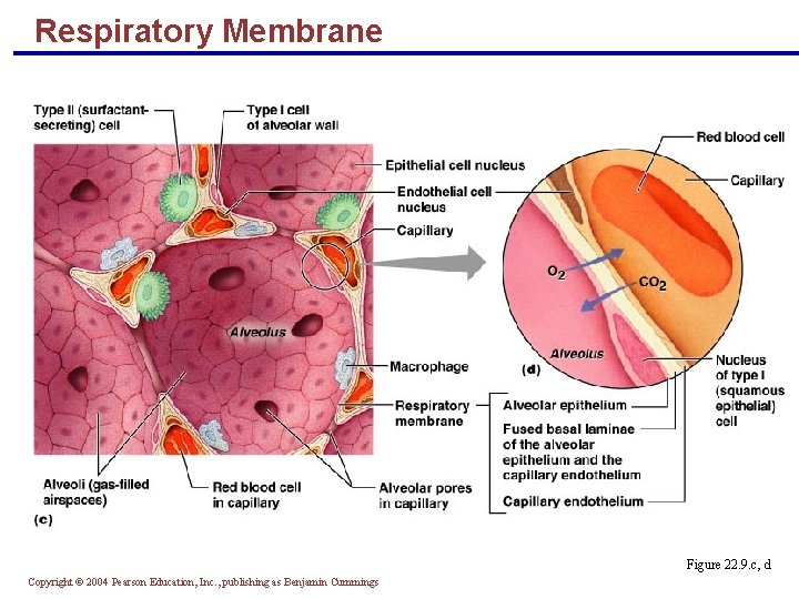 Respiratory Membrane Figure 22. 9. c, d Copyright © 2004 Pearson Education, Inc. ,