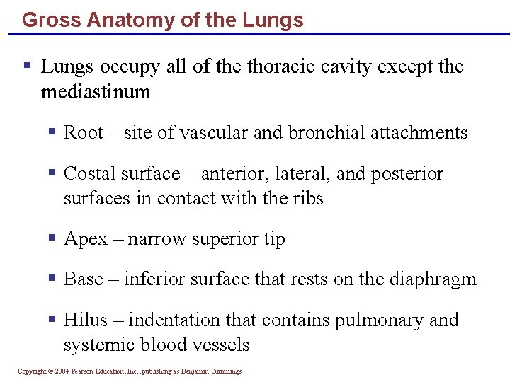 Gross Anatomy of the Lungs § Lungs occupy all of the thoracic cavity except