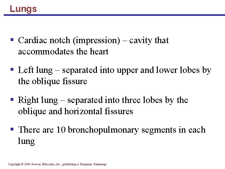 Lungs § Cardiac notch (impression) – cavity that accommodates the heart § Left lung