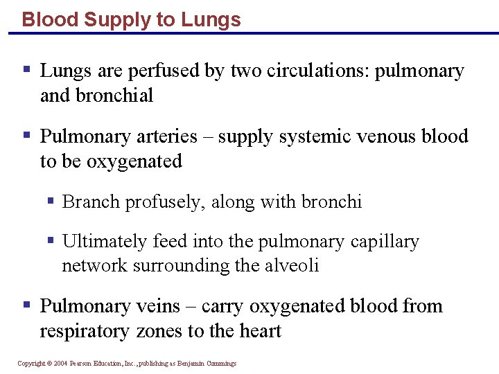 Blood Supply to Lungs § Lungs are perfused by two circulations: pulmonary and bronchial