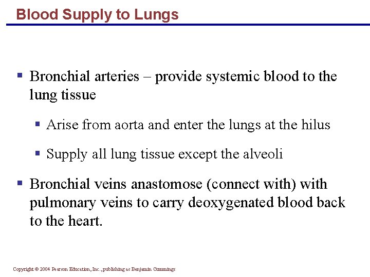 Blood Supply to Lungs § Bronchial arteries – provide systemic blood to the lung