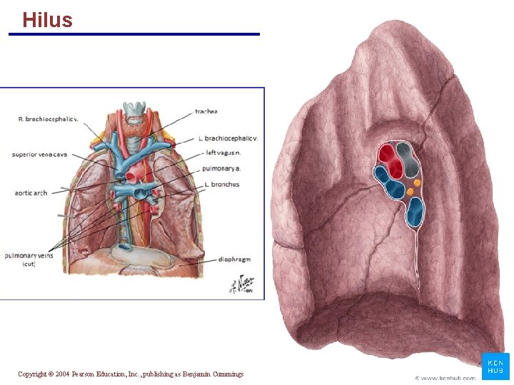 Hilus Copyright © 2004 Pearson Education, Inc. , publishing as Benjamin Cummings 