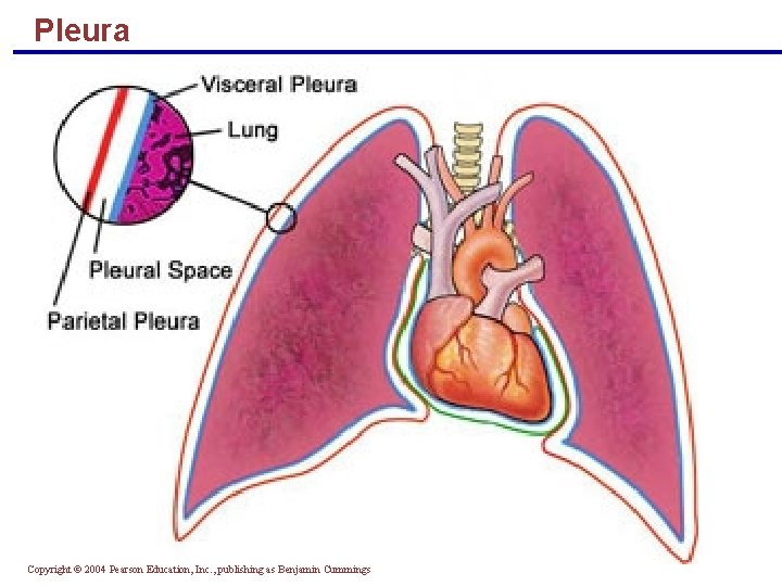 Pleura Copyright © 2004 Pearson Education, Inc. , publishing as Benjamin Cummings 