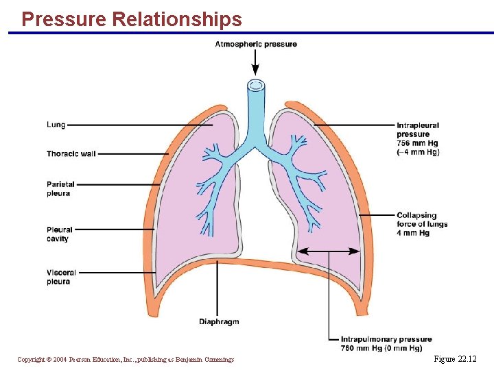 Pressure Relationships Copyright © 2004 Pearson Education, Inc. , publishing as Benjamin Cummings Figure