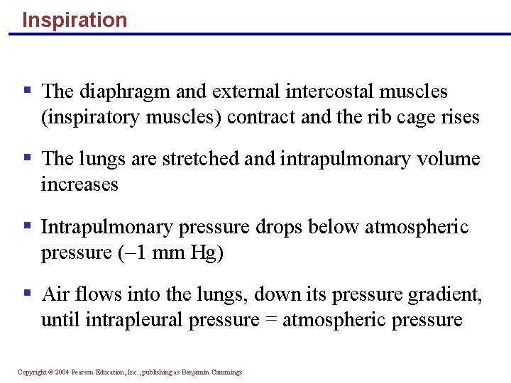 Inspiration § The diaphragm and external intercostal muscles (inspiratory muscles) contract and the rib