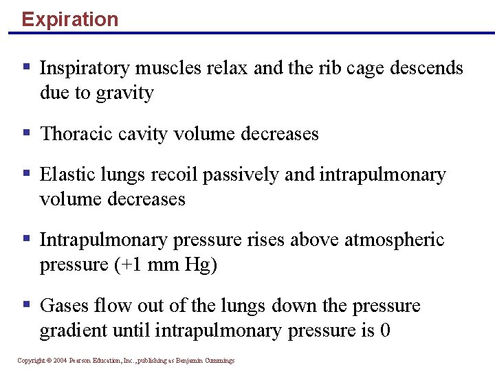 Expiration § Inspiratory muscles relax and the rib cage descends due to gravity §