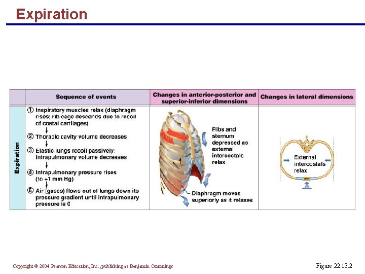 Expiration Copyright © 2004 Pearson Education, Inc. , publishing as Benjamin Cummings Figure 22.