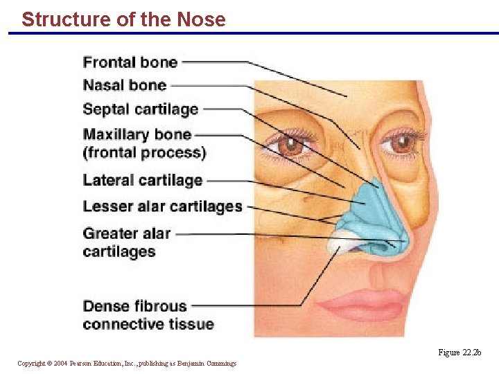 Structure of the Nose Figure 22. 2 b Copyright © 2004 Pearson Education, Inc.