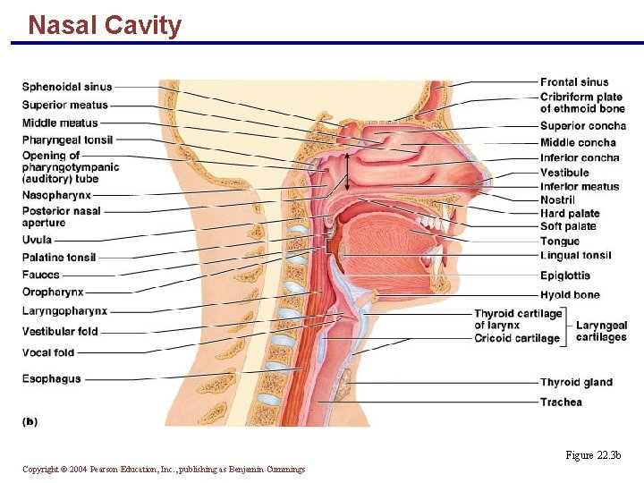 Nasal Cavity Figure 22. 3 b Copyright © 2004 Pearson Education, Inc. , publishing