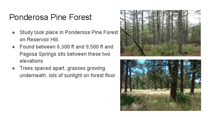 Ponderosa Pine Forest ● Study took place in Ponderosa Pine Forest on Reservoir Hill.