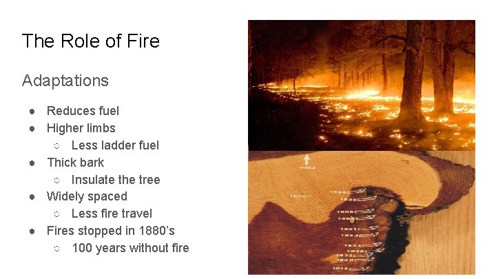 The Role of Fire Adaptations ● Reduces fuel ● Higher limbs ○ Less ladder