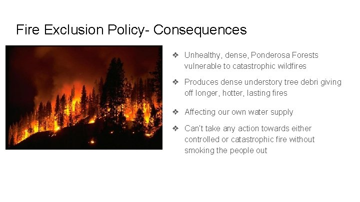 Fire Exclusion Policy- Consequences ❖ Unhealthy, dense, Ponderosa Forests vulnerable to catastrophic wildfires ❖