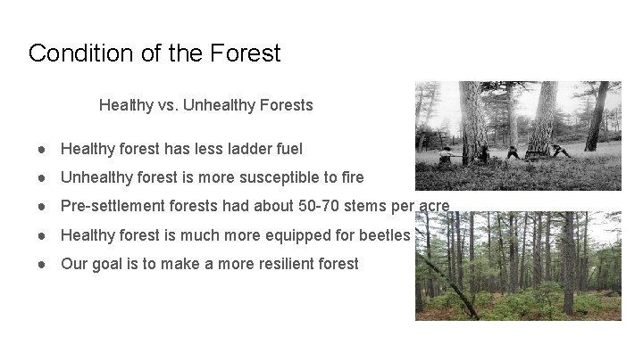 Condition of the Forest Healthy vs. Unhealthy Forests ● Healthy forest has less ladder