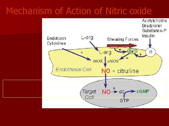 Mechanism of Action of Nitric oxide 