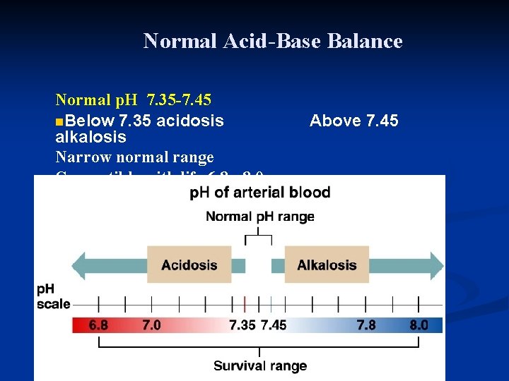 Normal Acid-Base Balance Normal p. H 7. 35 -7. 45 n. Below 7. 35