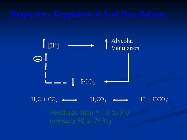 Respiratory Regulation of Acid-Base Balance Alveolar Ventilation [H+] PCO 2 H 2 O +